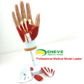 MUSCLE08 (12031) Menschliche Hand Anatomie Muskel 4-Teile Medical Education Model 12031